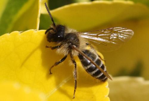 Andrena flavipes